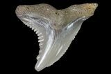 Hemipristis Shark Tooth Fossil - Virginia #71572-1